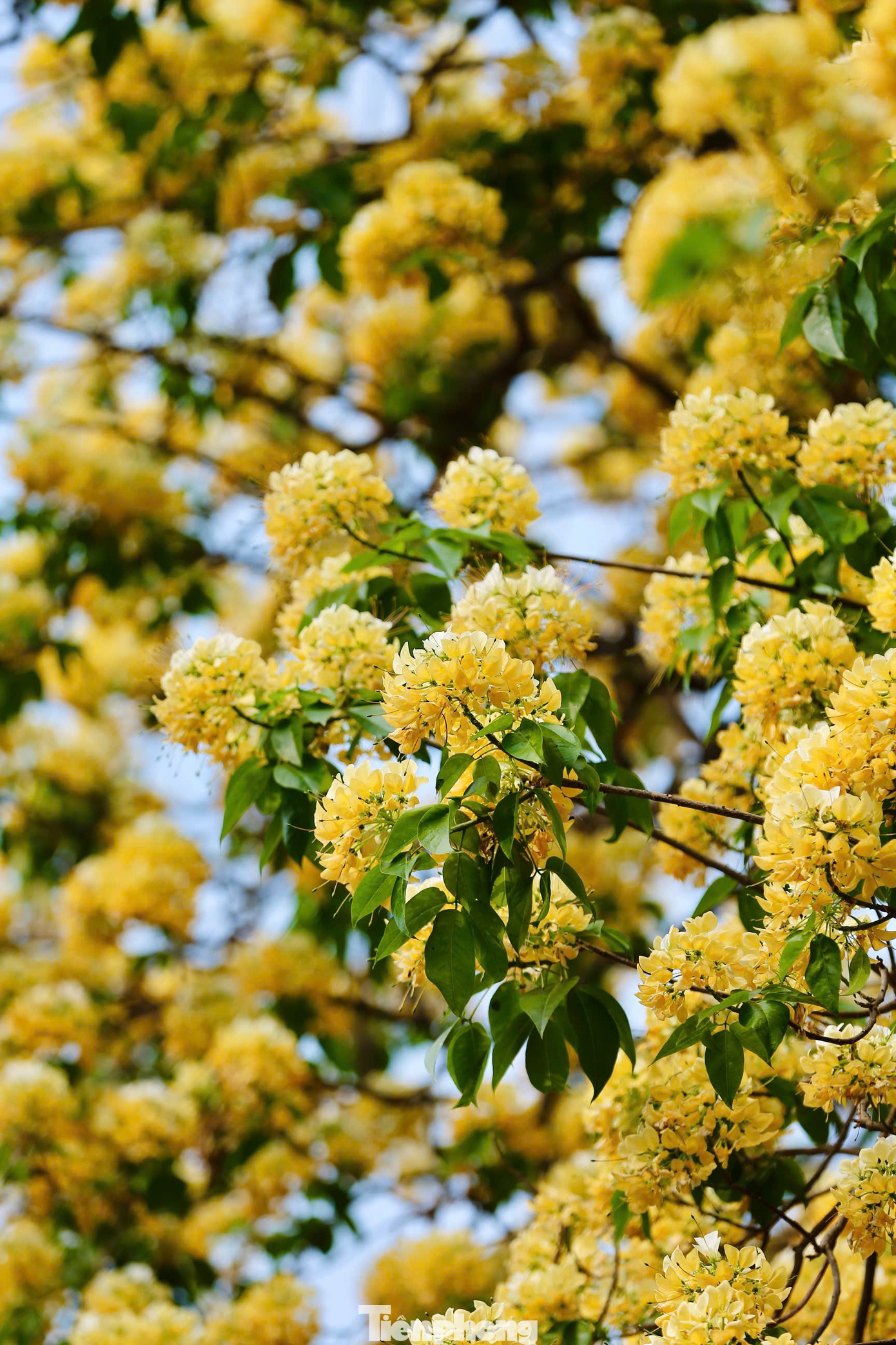 Cây bún là loại cây thân gỗ tán rộng, cao 15-20 m, thân mập hình trụ tròn, phân thành nhiều cành, vỏ màu xám nâu. Hoa bún mọc thành từng chùm phía đầu cành, màu hoa vàng, trắng xen lẫn sắc xanh của lá.