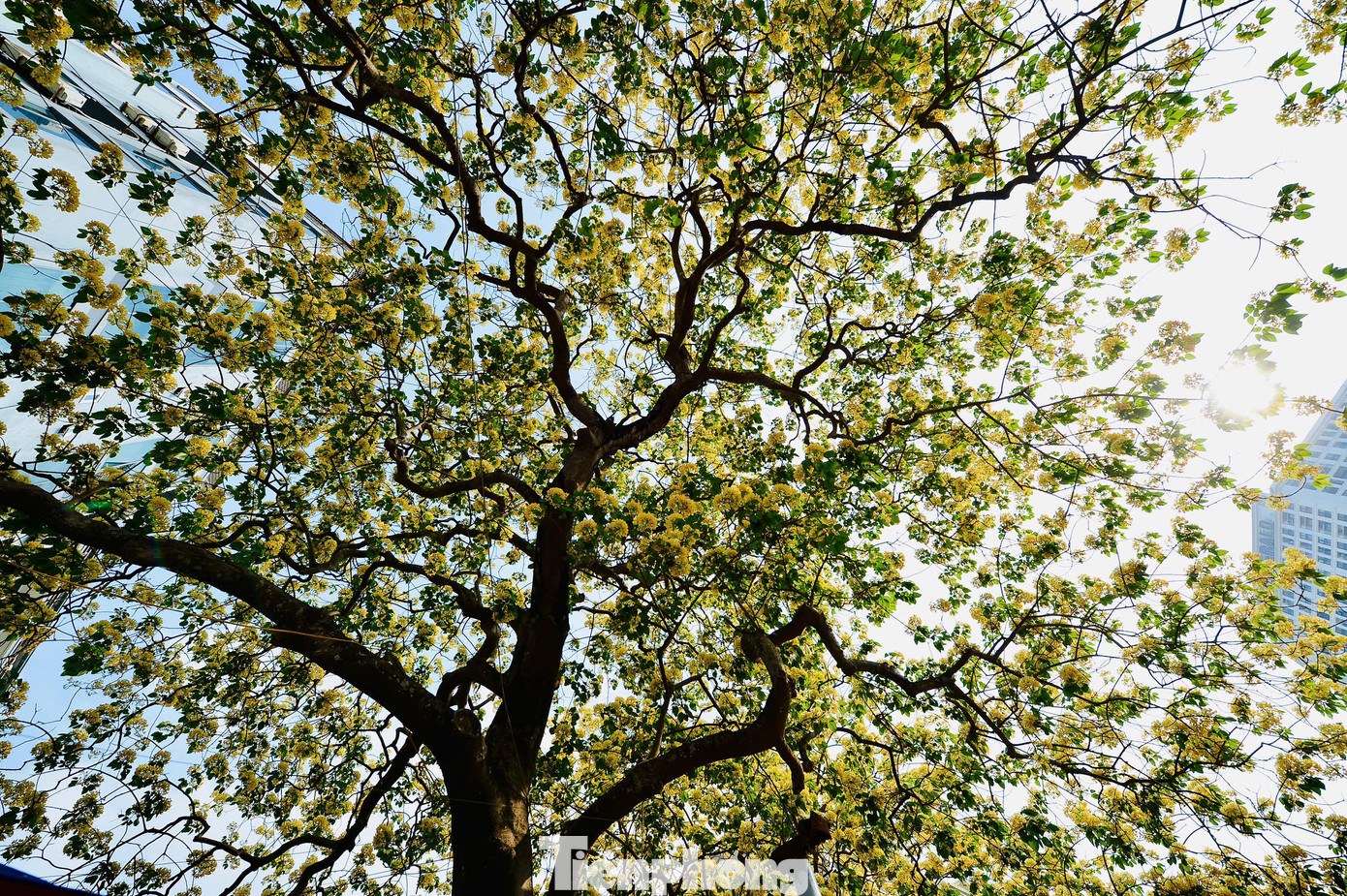 Cây hoa bún bung nở tựa như một mâm xôi khổng lồ, vàng óng hấp dẫn người xem.