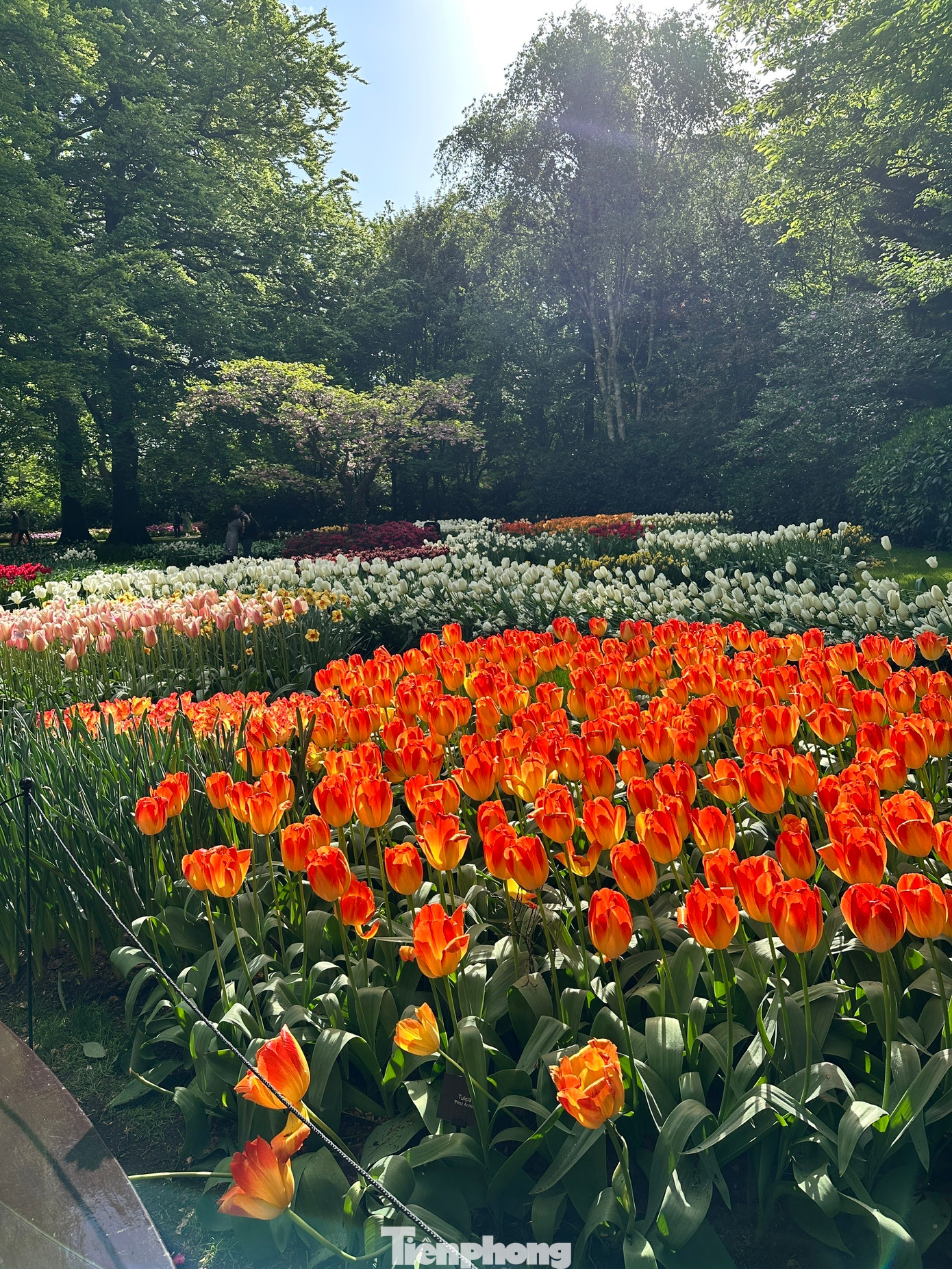 Được mệnh danh là "Vườn châu Âu", Keukenhof tại Lisse là một trong những vườn hoa lớn nhất thế giới. Với hơn 7 triệu bông hoa tulip, thủy tiên, dạ lan hương và nhiều loài hoa củ khác được trồng tỉ mỉ, Keukenhof mang đến một bản giao hưởng màu sắc và hương thơm khó quên.