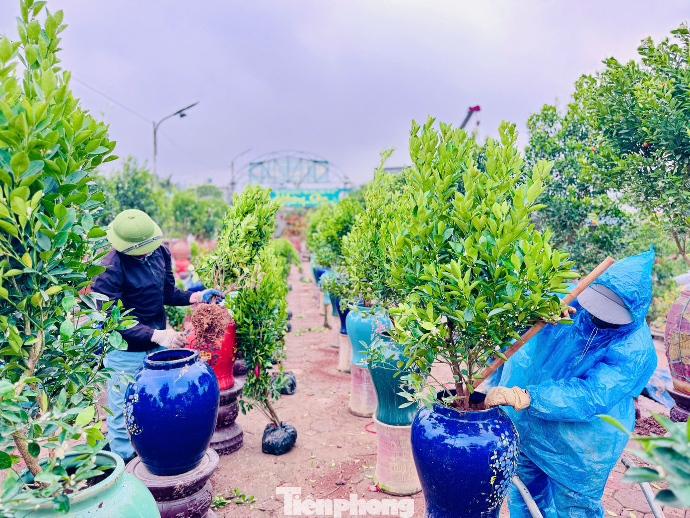 Thời tiết rét buốt, mưa nồm ẩm, những người làm vườn ở Tứ Liên vẫn đội mưa hối hả ra vườn.