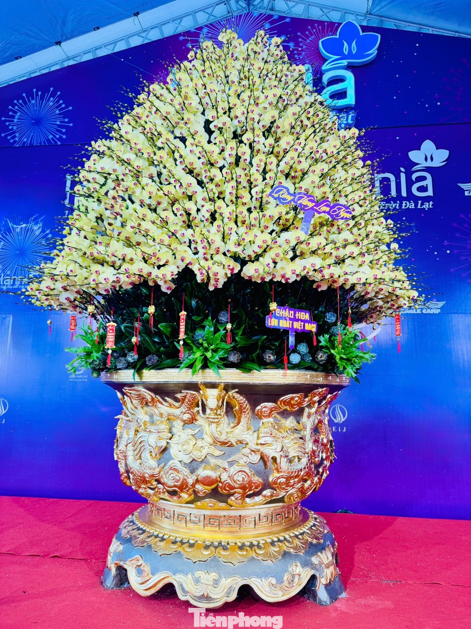 Cận Tết Ất Tỵ, tại Hà Nội xuất hiện một chậu hoa lan hồ điệp "khổng lồ" được treo bảng giá 3 tỷ 868 triệu đồng.