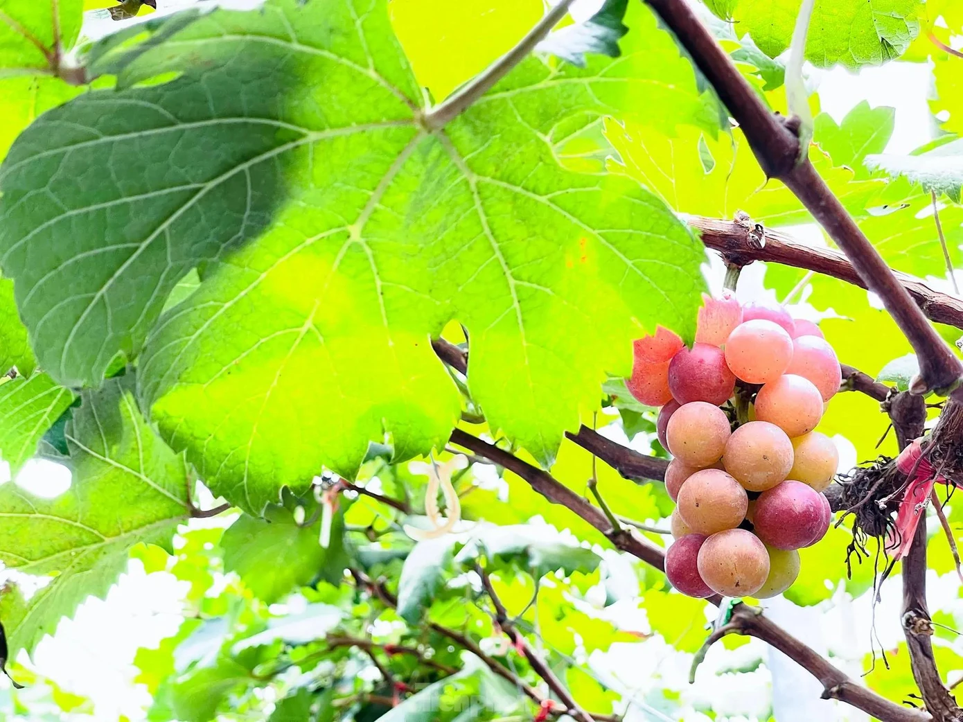 Nằm ngay chân cầu Nhật Tân cách trung tâm Hà Nội khoảng 20 phút chạy xe, giờ đây các bạn trẻ có thể tự tay cắt những chùm nho sai trĩu quả mà không cần phải vào tận Ninh Thuận như trước đây. Các chùm nho đều sai trĩu quả có vị ngọt và thơm như rượu vang.