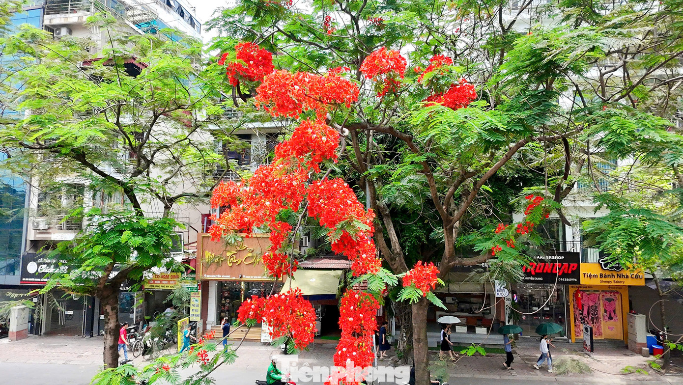 Cánh hoa của phượng vĩ lớn, với 4 cánh tỏa rộng màu đỏ cam, còn cánh hoa thứ năm mọc thẳng, lốm đốm màu trắng. Hoa phượng nở thành từng chùm, nở rộ từ tháng 5 đến giữa tháng 9 hàng năm.
