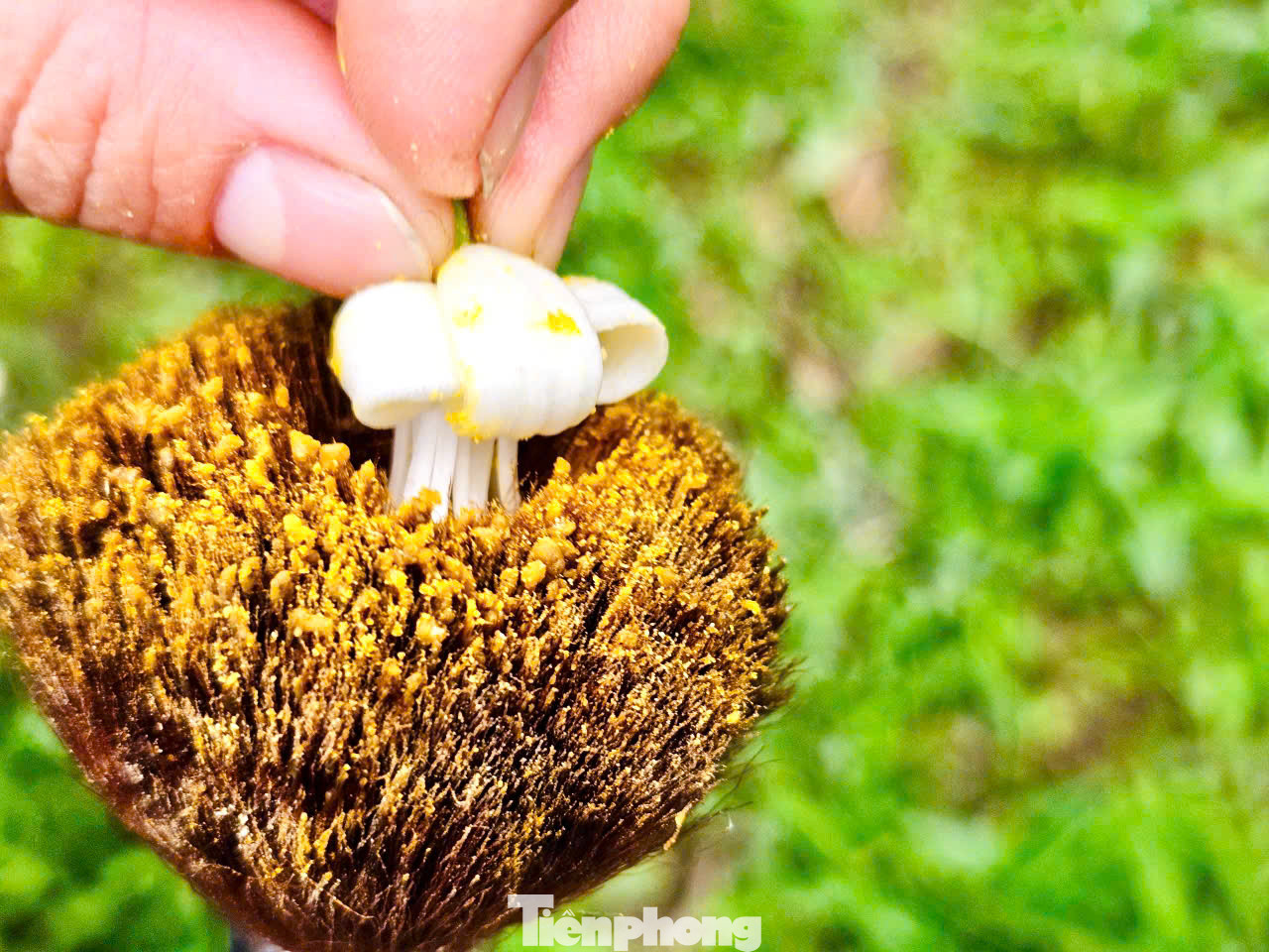 Dụng cụ thụ phấn cho hoa bưởi được chế tạo khá đơn giản, thường là một chiếc que bằng tre dài, đầu có buộc một chổi lông để phấn hoa dễ dính. Nhân công sẽ bôi phấn vào chổi lông, khi chổi lông dày đặc phấn hoa thì bắt đầu bôi trực tiếp vào các nụ hoa trên cây. Dụng cụ thụ phấn cho hoa bưởi được chế tạo khá đơn giản, thường là một chiếc que bằng tre dài, đầu có buộc một chổi lông để phấn hoa dễ dính. Nhân công sẽ bôi phấn vào chổi lông, khi chổi lông dày đặc phấn hoa thì bắt đầu bôi trực tiếp vào các nụ hoa trên cây.