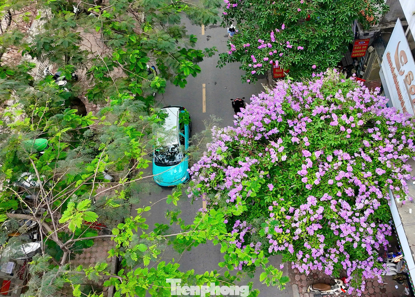 Những ngày đầu hè, phố phường Thủ đô khoác lên mình tấm áo rực rỡ khi hoa bằng lăng tím biếc đua nhau nở khắp các con phố.