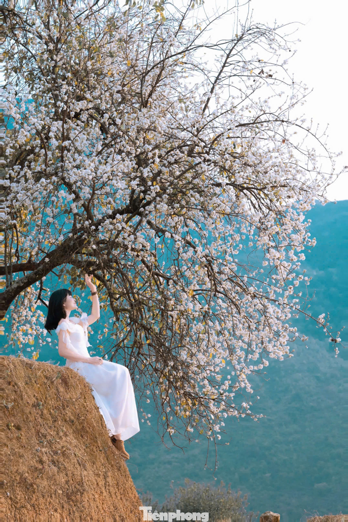 "Tôi đã có 3 ngày đi săn hoa ấn tượng ở bản Nậm Nghiệp. Ánh hoàng hôn lấp ló bên nếp nhà với những cây hoa sơn tra nở trắng tinh, những phút giây tuyệt vời ấy tôi còn nhớ mãi..." bạn Lê Hà đến từ Hà Nội chia sẻ.