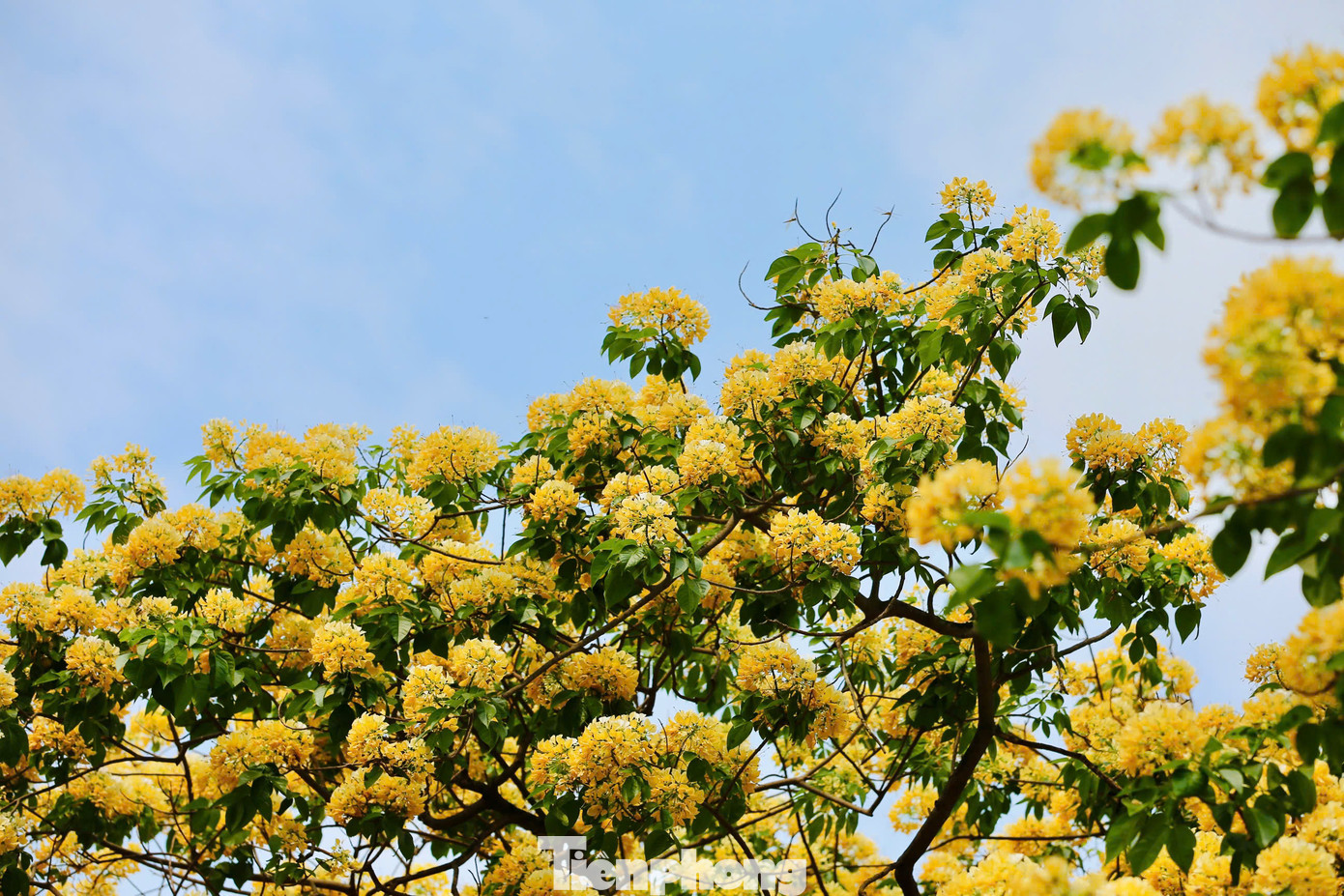 Cây hoa bún còn có tên gọi khác là bạch hoa hay màn màn, có mùi thơm dễ chịu, khi nở nhuỵ hoa có hình dáng giống với sợi bún, cũng vì vậy người dân tại đây đặt tên là cây hoa bún.