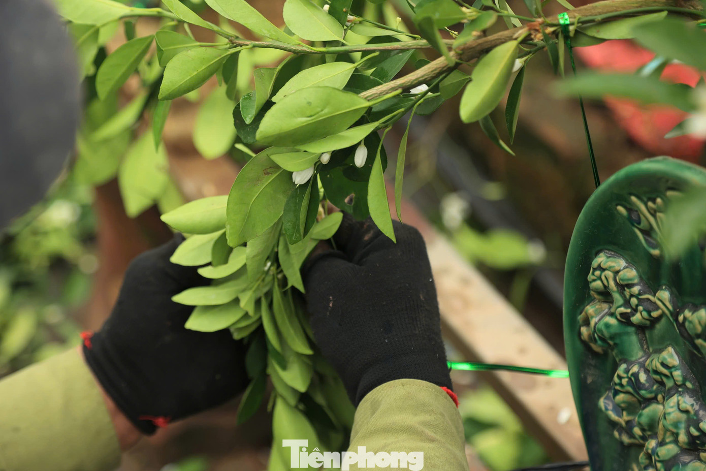 "Tạo dáng quất cảnh khó nhất là dựa vào thế của ngọn để uốn cành sao cho các cành, các nhánh quất vào đúng hướng, không làm gãy cành", anh Dũng thợ thâm niên lâu năm trong nghề chia sẻ.
