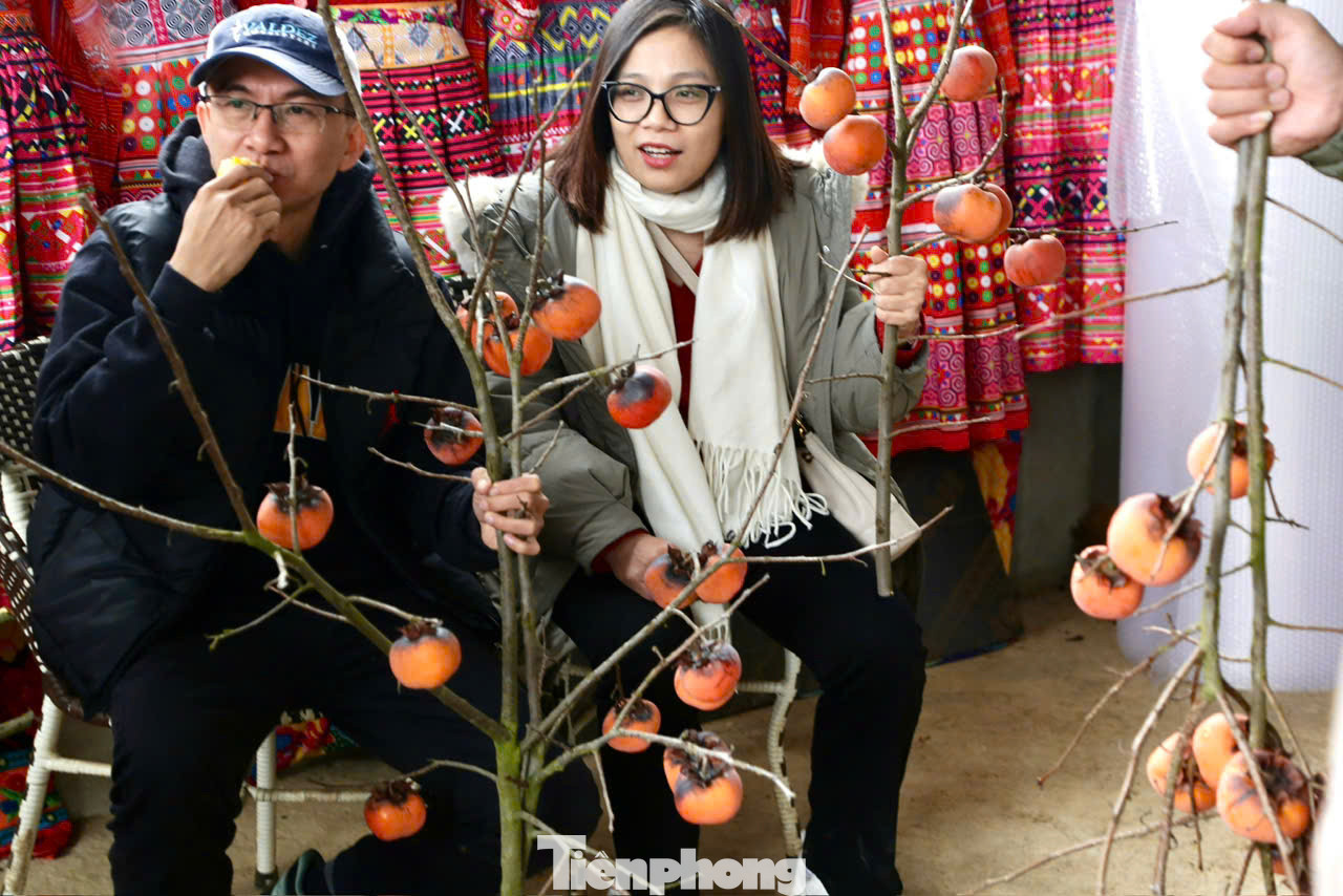 Hồng là loại quả đặc trưng trên cao nguyên Mộc Châu nên rất được du khách ưa thích. Nhiều gia đình không quản ngại đường xa vượt gần 200km lên Mộc Châu vào tận vườn, tự tay chọn những cành hồng ưng ý, đỏ rực, trĩu quả để về xuôi chơi Tết.