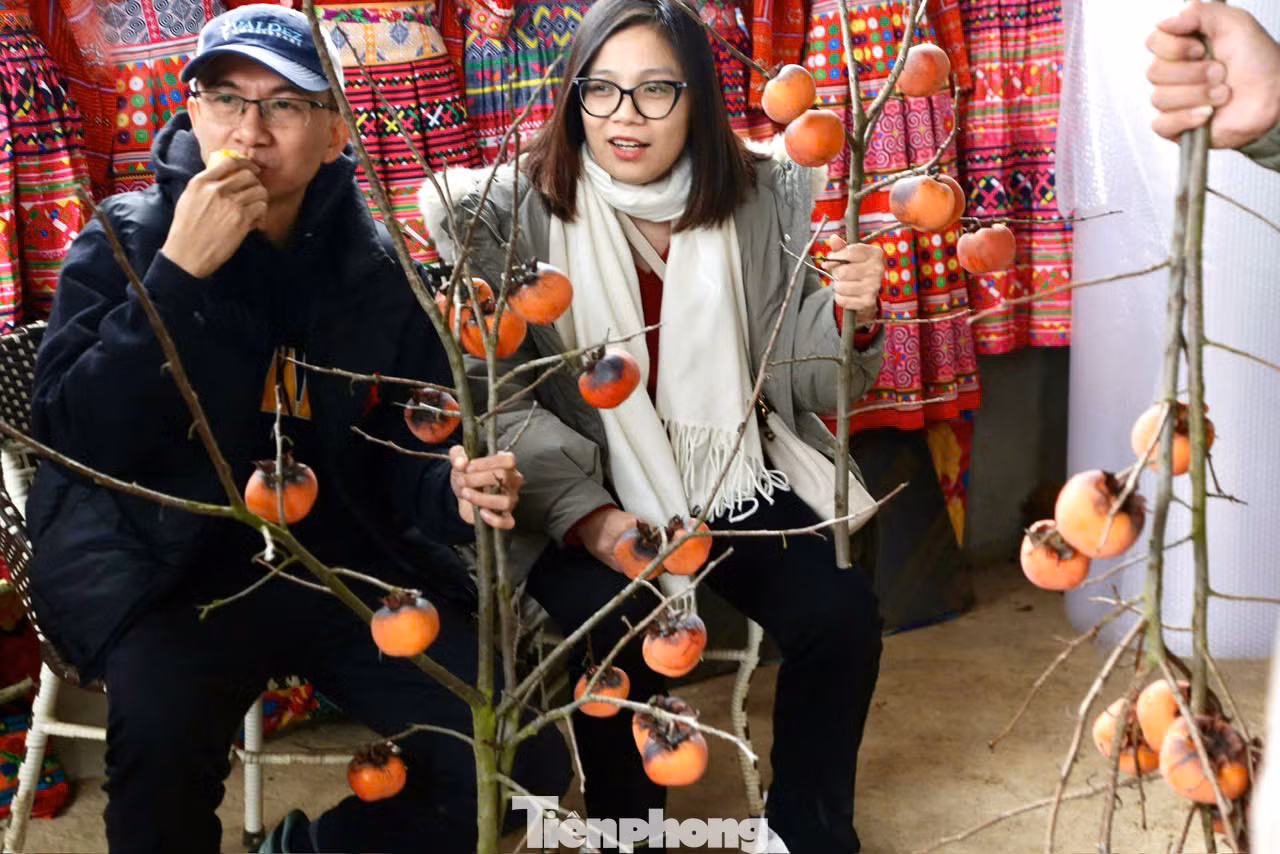 Hồng là loại quả đặc trưng trên cao nguyên Mộc Châu nên rất được du khách ưa thích. Nhiều gia đình không quản ngại đường xa vượt gần 200km lên Mộc Châu vào tận vườn, tự tay chọn những cành hồng ưng ý, đỏ rực, trĩu quả để về xuôi chơi Tết.