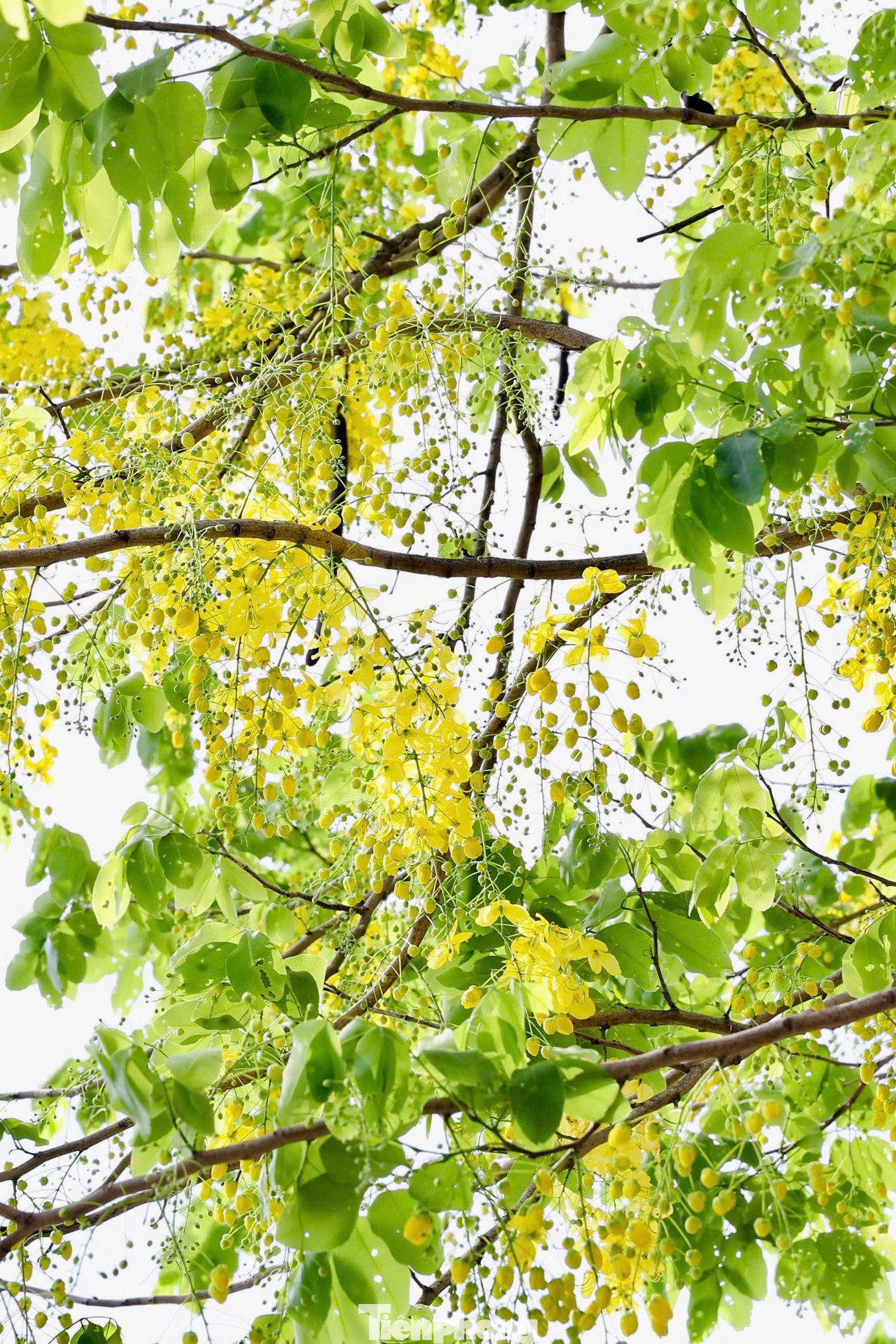 Dưới nắng đầu hè của Hà Nội, hoa muồng hoàng yến trở nên rực rỡ, nhuộm vàng cả một góc trời Thủ đô.