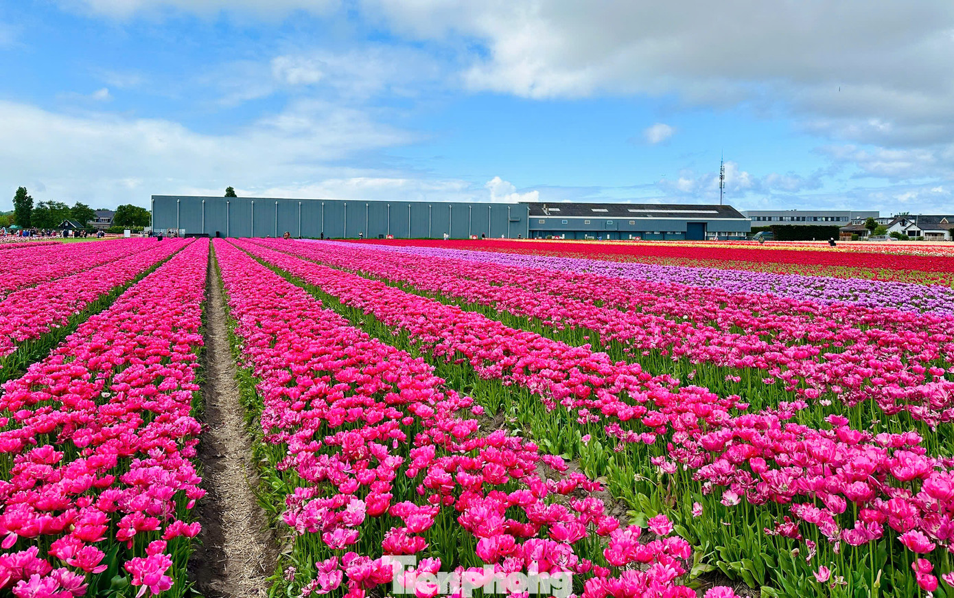 Nằm không quá xa Keukenhof, Tulip Experience Amsterdam mang đến một góc nhìn khác về loài hoa biểu tượng của Hà Lan.