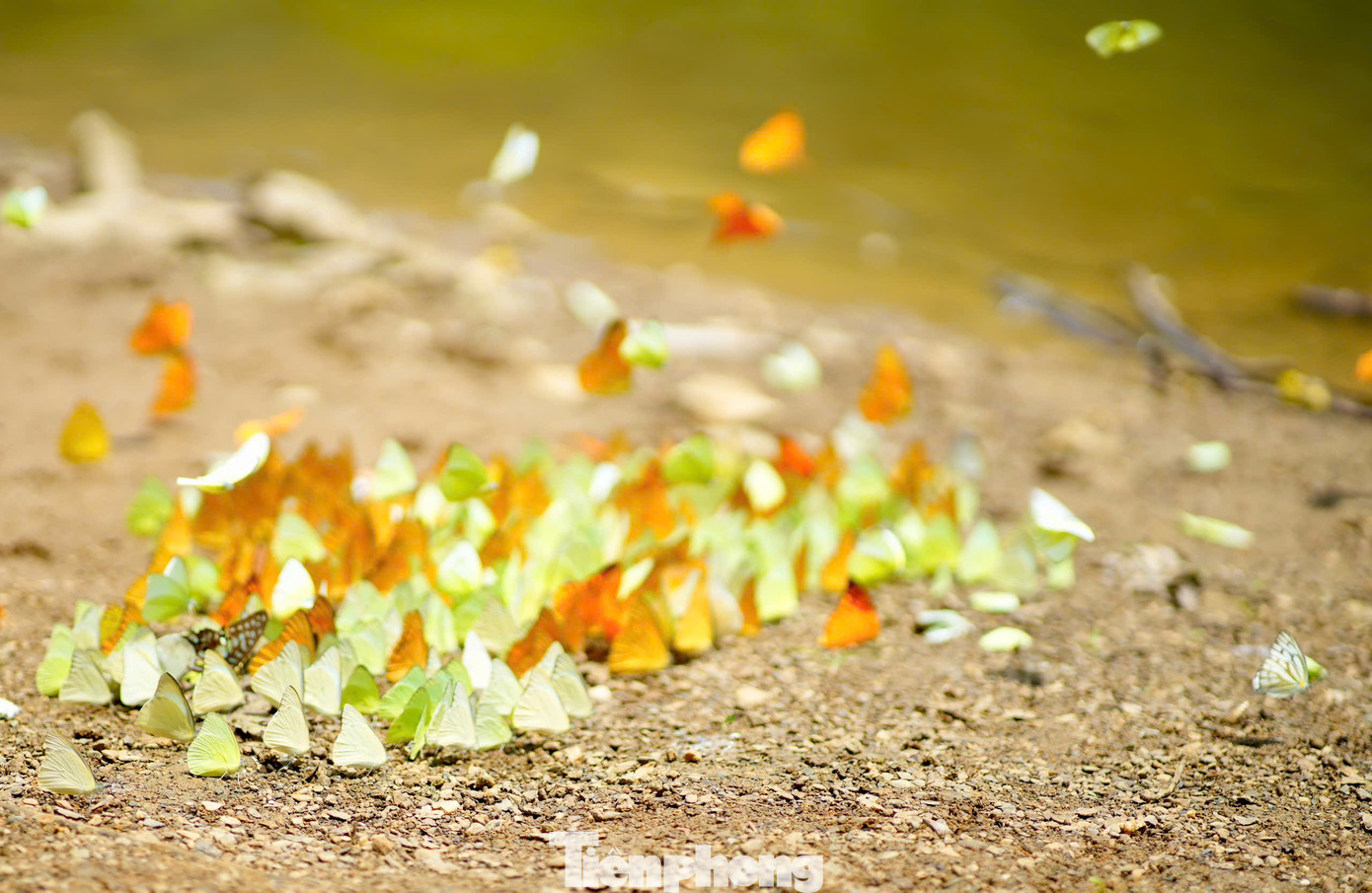 Chỉ cách Hà Nội hơn 2 giờ di chuyển, Vườn quốc gia Cúc Phương là một trong những lựa chọn hàng đầu mà các du khách có thể "bỏ túi" trong mùa hè này nếu đang cân nhắc điểm đến bình yên, không quá xô bồ và kết nối với thiên nhiên.