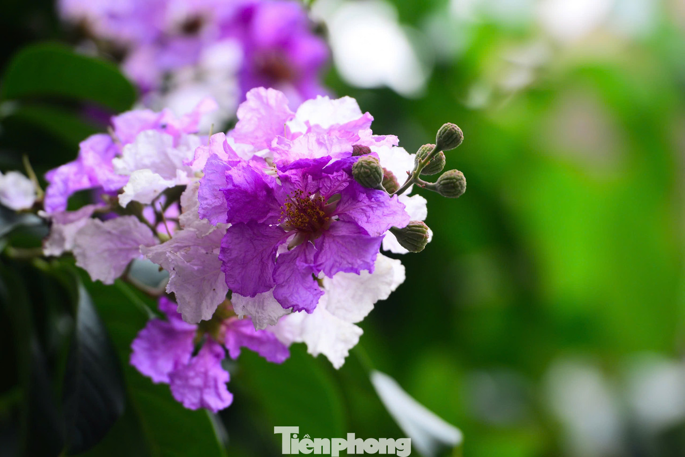 Sắc hoa không chỉ tô điểm cho phố phường thêm tươi sáng mà còn gợi nhớ lại ký ức tuổi thơ, những rung động tuổi học trò mỗi độ chia tay mùa thi.