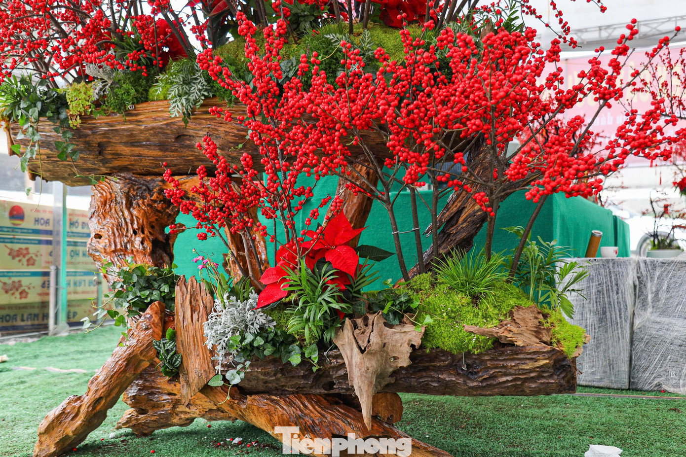 Tại chợ hoa Tết trên đường Phạm Hùng (Hà Nội), xuất hiện gian hàng bày bán các chậu đào đông nhập khẩu, thu hút khách hàng tới mua sắm và tham quan.