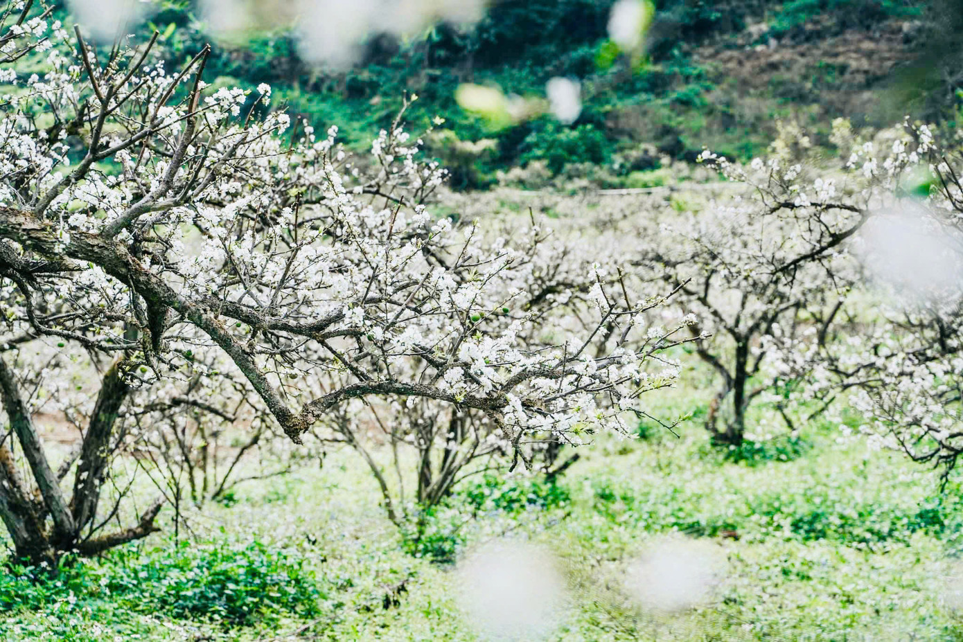 Cuối tháng 1 đến tháng 2 hàng năm là thời điểm hoa mận trên cao nguyên Mộc Châu bắt đầu nở rộ. Cuối tháng 1 đến tháng 2 hàng năm là thời điểm hoa mận trên cao nguyên Mộc Châu bắt đầu nở rộ.