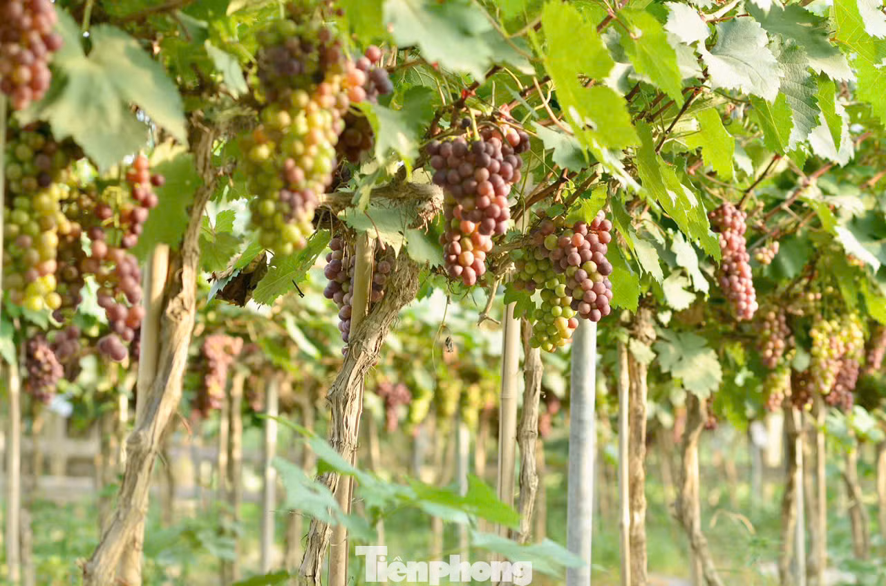 Trang trại nho nằm ở xã Vĩnh Ngọc, huyện Đông Anh, Hà Nội, thời điểm tháng 6 này đang vào mùa thu hoạch nho chín, thu hút lượng khách lớn tới tham quan, trải nghiệm.