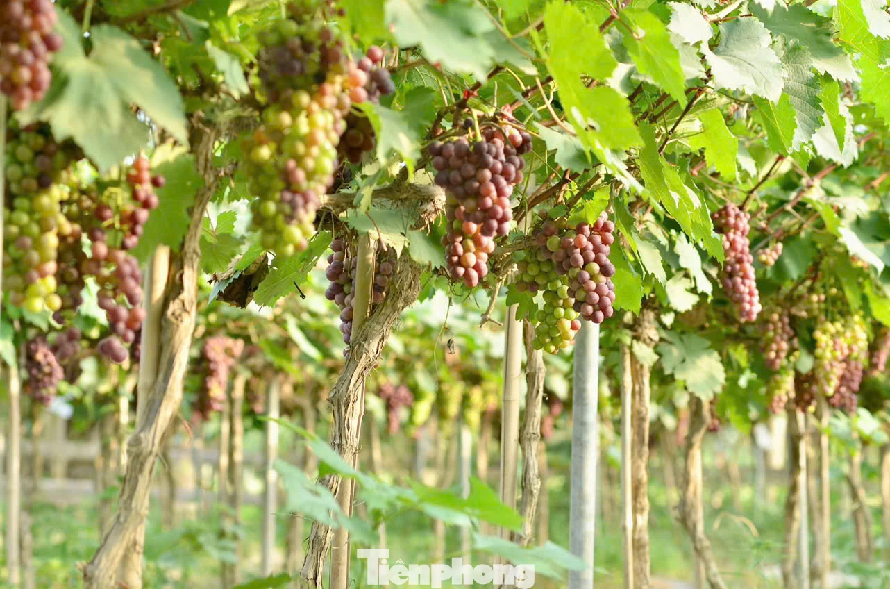 Trang trại nho nằm ở xã Vĩnh Ngọc, huyện Đông Anh, Hà Nội, thời điểm tháng 6 này đang vào mùa thu hoạch nho chín, thu hút lượng khách lớn tới tham quan, trải nghiệm.