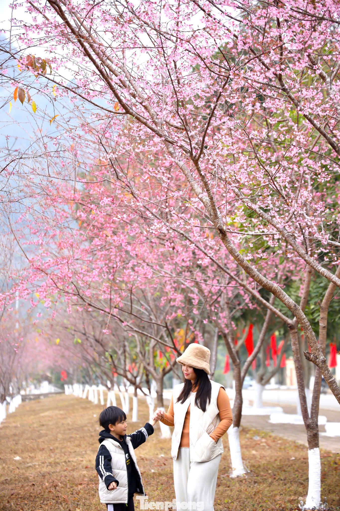 Những cung đường trở thành điểm hẹn lý tưởng để giới trẻ thỏa sức check-in, ghi dấu khoảnh khắc thanh xuân trong khung cảnh thơ mộng, lãng mạn.