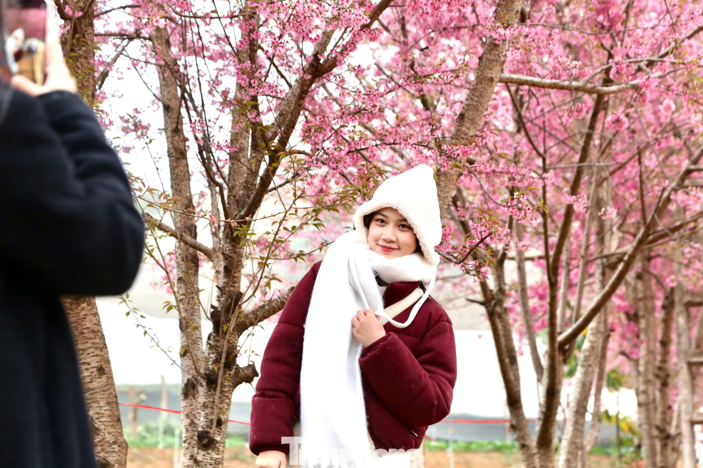 Mai anh đào bung nở khoe sắc trên cao nguyên Mộc Châu thu hút đông đảo giới trẻ đến check-in và lưu lại những khoảnh khắc đẹp trong tiết trời se lạnh.