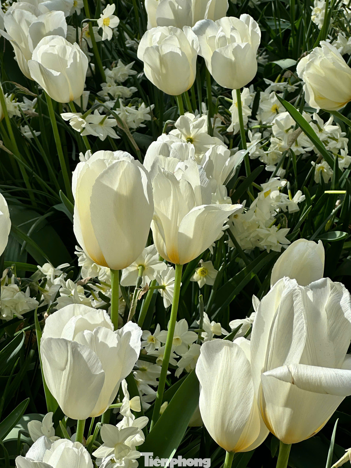 Để ngắm hoa, cách phổ biến nhất: Đi tàu từ Ga Trung tâm Amsterdam (Amsterdam Centraal) đến Sân bay Schiphol (khoảng 15-20 phút). Từ đây, bạn bắt Keukenhof Express Bus (tuyến 858) thẳng đến cổng vườn hoa (khoảng 30-35 phút). Bạn nên mua vé Combo Ticket bao gồm vé vào cổng Keukenhof và vé xe buýt khứ hồi từ Amsterdam (Schiphol, Leiden, hoặc thậm chí một số điểm trong trung tâm Amsterdam tùy theo mùa và nhà cung cấp).