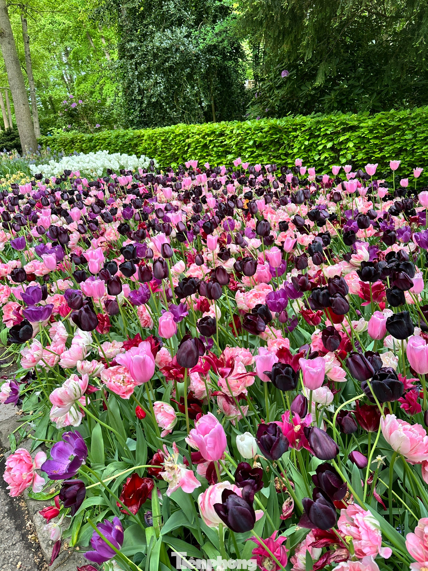 Được mệnh danh là "Vườn châu Âu", Keukenhof tại Lisse là một trong những vườn hoa lớn nhất thế giới. Với hơn 7 triệu bông hoa tulip, thủy tiên, dạ lan hương và nhiều loài hoa củ khác được trồng tỉ mỉ, Keukenhof mang đến một bản giao hưởng màu sắc và hương thơm khó quên.