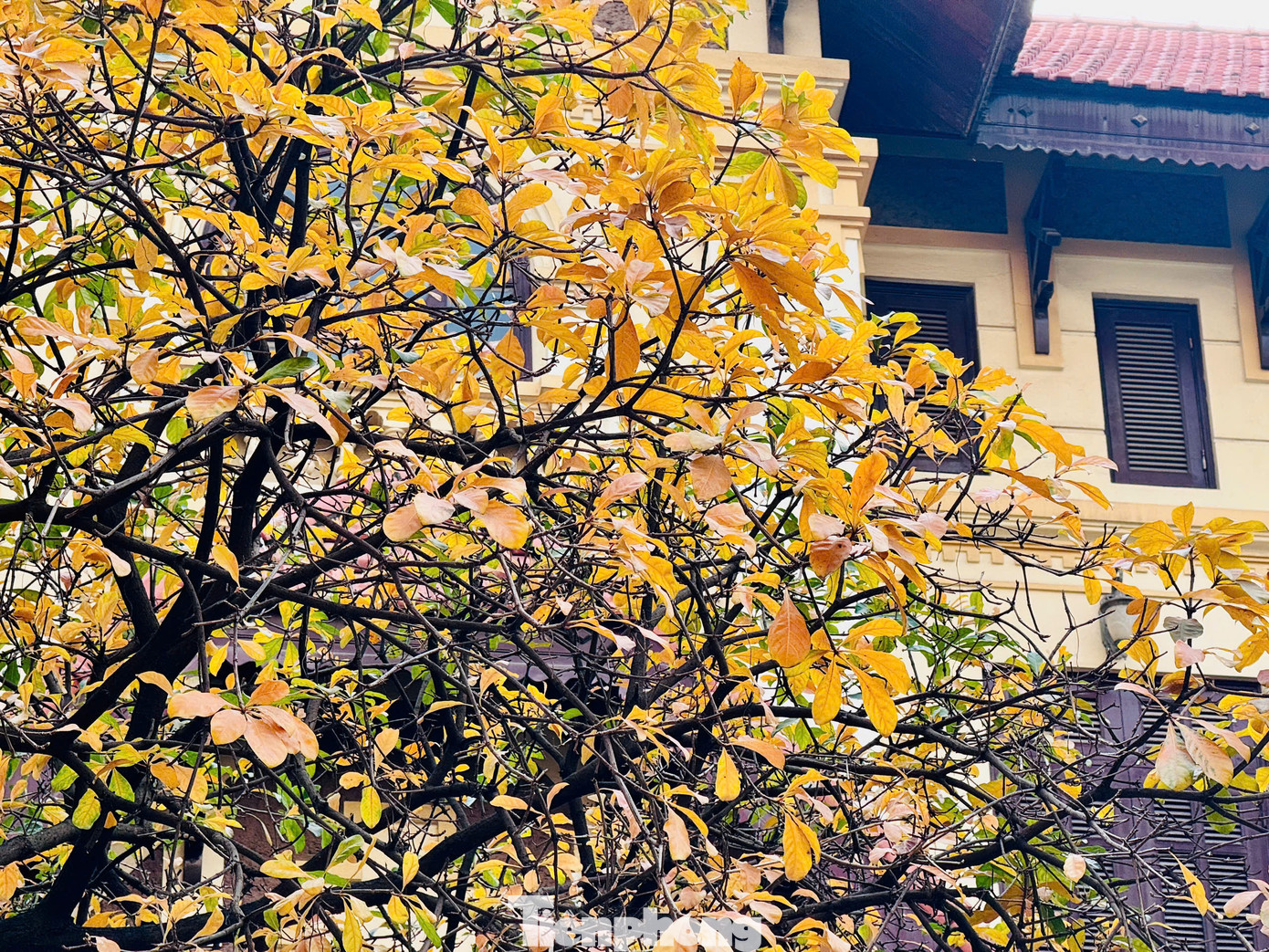 Những góc phố Hà Nội thân quen, cung đường, cây xanh bắt đầu chuyển sắc đỏ, vàng. Những góc phố Hà Nội thân quen, cung đường, cây xanh bắt đầu chuyển sắc đỏ, vàng.