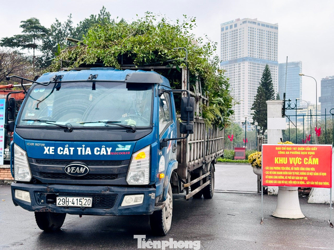 Xe tải liên tục vận chuyển các cành cây được cắt tỉa về nơi tập kết. Dự kiến một số loại cây sẽ được thay mới trong đợt này.