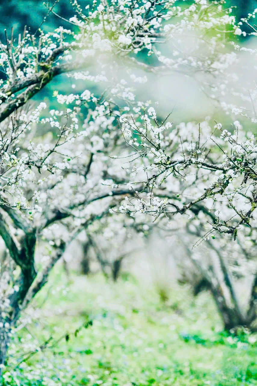 Mùa hoa mận ở Mộc Châu thường kéo dài khoảng hai đến ba tuần, tùy theo tình hình thời tiết và độ ẩm mà thời gian hoa nở có thể khác nhau mỗi năm. Mùa hoa mận ở Mộc Châu thường kéo dài khoảng hai đến ba tuần, tùy theo tình hình thời tiết và độ ẩm mà thời gian hoa nở có thể khác nhau mỗi năm.