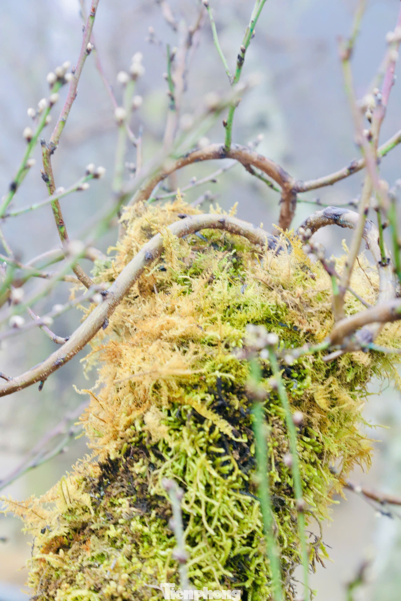 Những gốc đào phủ lớp rêu kín xung quanh thân được giá cao hơn so với các loại khác. Những gốc đào phủ lớp rêu kín xung quanh thân được giá cao hơn so với các loại khác.