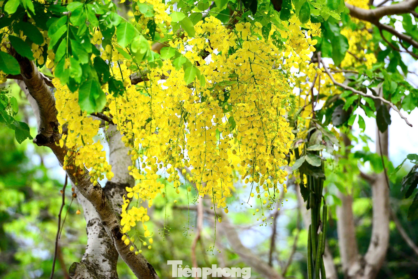 Hoa muồng yến không chỉ đẹp quý phái mà còn có mùi hương thơm dịu nhẹ và thư thái. Hoa muồng hoàng yến mọc thành từng chùm với độ dài từ 20 - 40 cm.