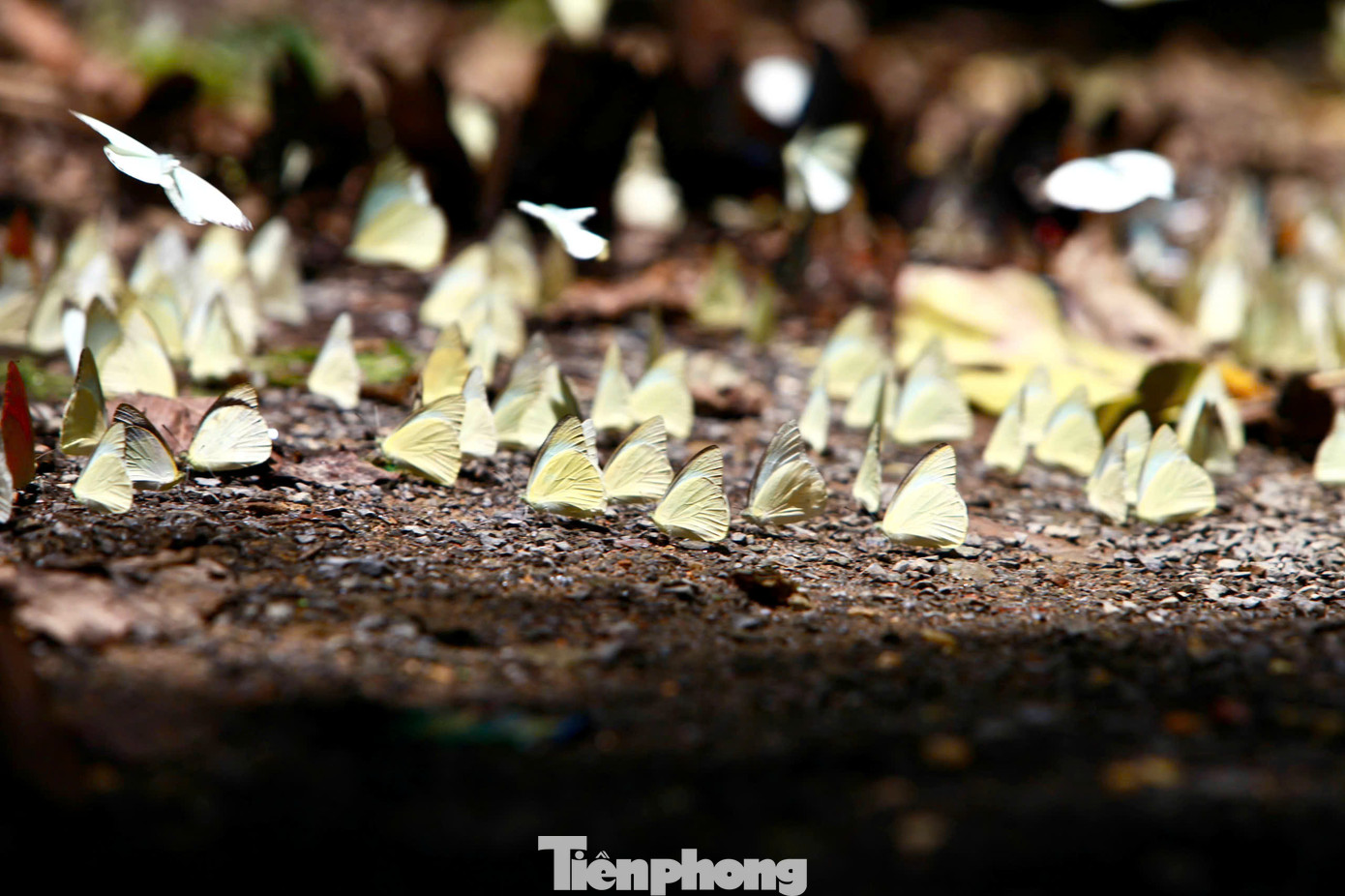 Vườn quốc gia Cúc Phương có hơn 400 loài bướm như bướm phượng, bướm khế, hồ điệp, bướm phấn với đủ màu sắc và kích cỡ, phổ biến nhất là các loài bướm trắng và vàng. Mùa bướm ở Cúc Phương kéo dài đến khoảng cuối tháng 5. Thời điểm này, Cúc Phương đang vào mùa bướm sinh sản, có hàng triệu cánh bướm tập trung về đây, tạo nên khung cảnh lãng mạn, hiếm có.