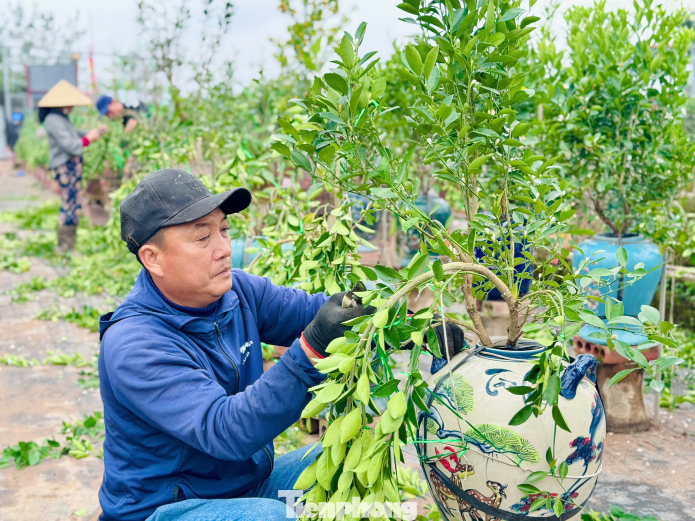 Với đồ nghề đơn sơ, nhỏ gọn, một cây kéo, một bó dây thép, nilong, bàn tay người thợ thoăn thoắt uốn, vít, cố định những cành, nhánh quất, biến những cây quất đang “thả dáng” tự do kết lại thành tán theo ý muốn.