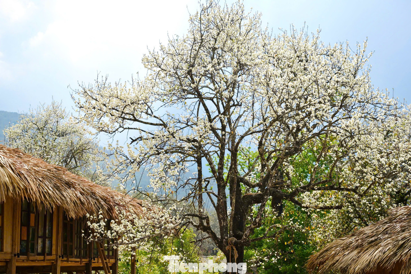 Hiện nay, nơi trồng nhiều cây sơn tra và hoa nở đẹp nhất là ở bản Nậm Nghiệp, xã Ngọc Chiến, huyện Mường La, Sơn La.
