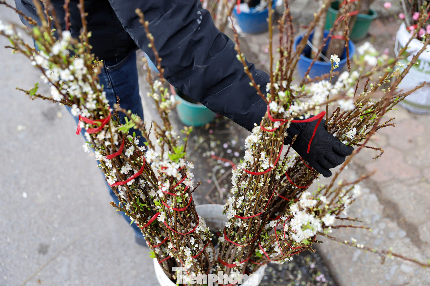 Ngoài những cành lớn, các cành lê răm với giá từ 80.000 đến hơn 100.000 đồng/bó cũng được nhiều người quan tâm. Ngoài những cành lớn, các cành lê răm với giá từ 80.000 đến hơn 100.000 đồng/bó cũng được nhiều người quan tâm.