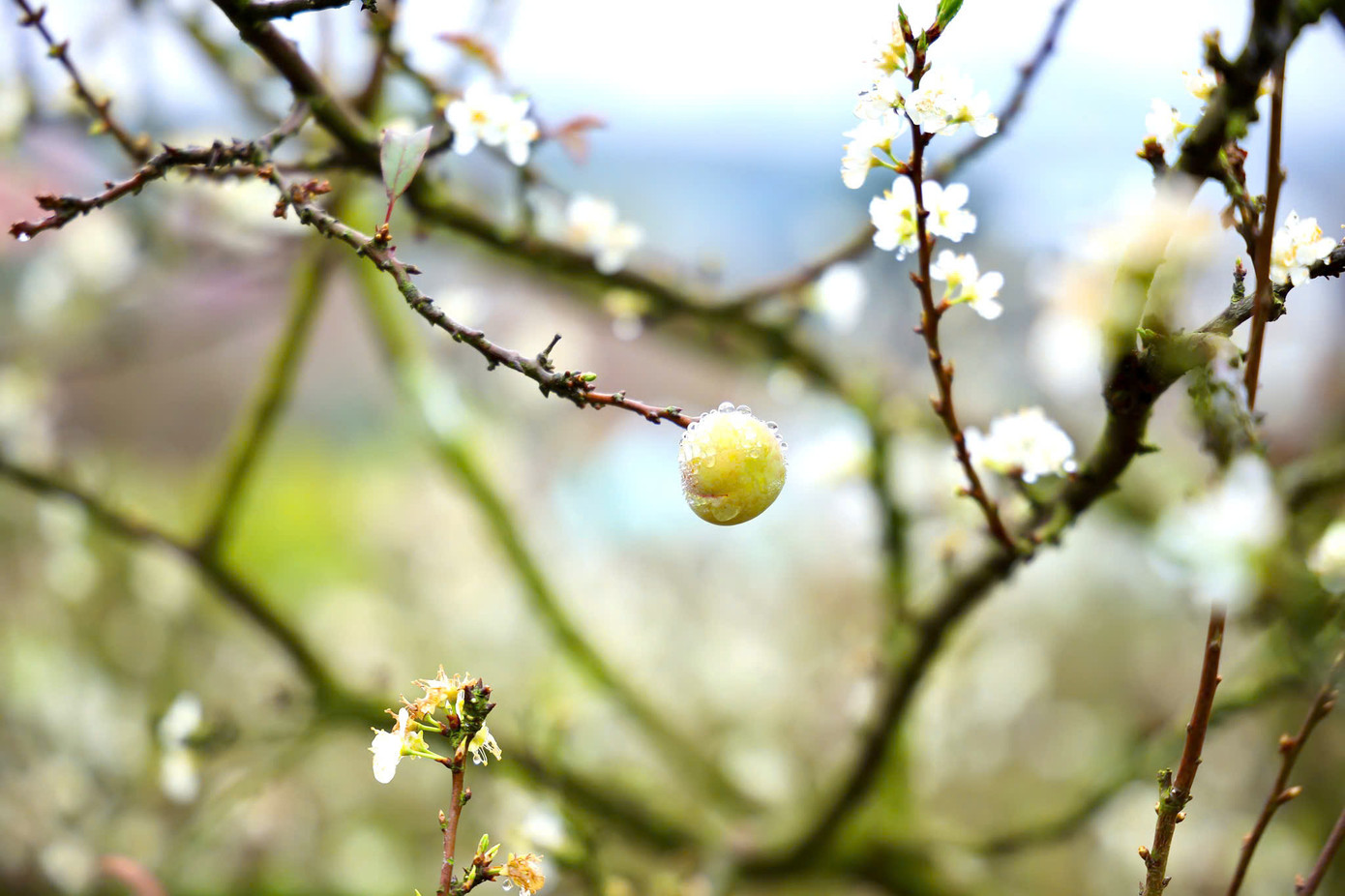 Du khách du xuân đến Mộc Châu dịp này, ngoài được thưởng ngoạn phong cảnh núi non hùng vĩ, còn được đắm mình bên những rừng mận nở trắng xóa khắp các triền đồi, thung lũng hay bên trong những khu homestay thơ mộng. Du khách du xuân đến Mộc Châu dịp này, ngoài được thưởng ngoạn phong cảnh núi non hùng vĩ, còn được đắm mình bên những rừng mận nở trắng xóa khắp các triền đồi, thung lũng hay bên trong những khu homestay thơ mộng.