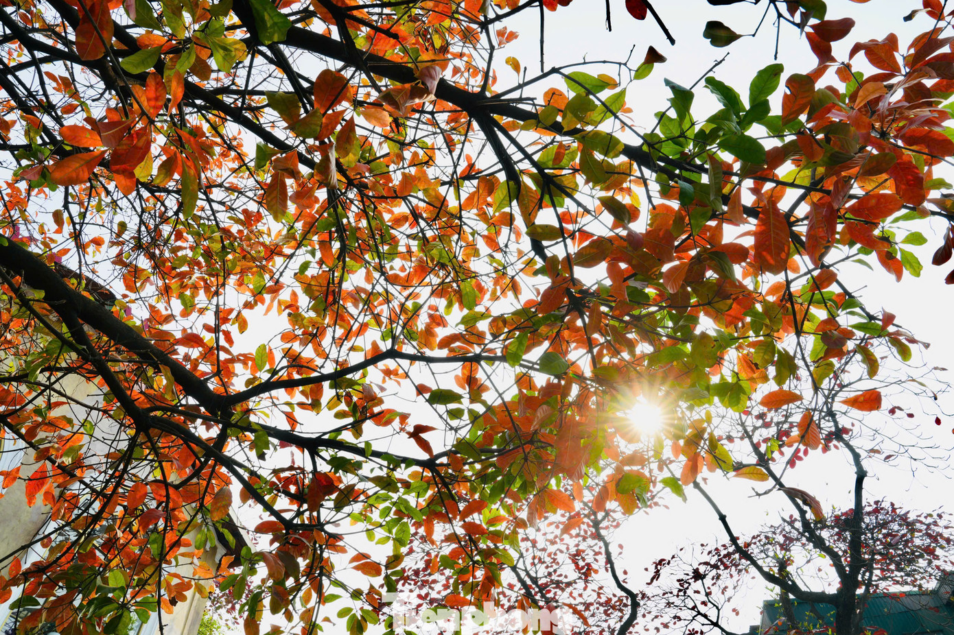 Ở nhiều góc phố Hà Nội, cây xanh bắt đầu chuyển sang sắc đỏ, sắc vàng rực rỡ. Ở nhiều góc phố Hà Nội, cây xanh bắt đầu chuyển sang sắc đỏ, sắc vàng rực rỡ.