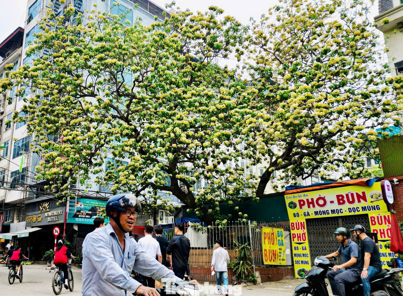 Mỗi dịp tháng 4 về khi hoa bung nở, nơi đây nhanh chóng biến thành điểm check-in hấp dẫn các bạn trẻ. Nhiều nhiếp ảnh gia cũng tranh thủ về đây để ghi lại những bức hình về loài hoa độc đáo này,