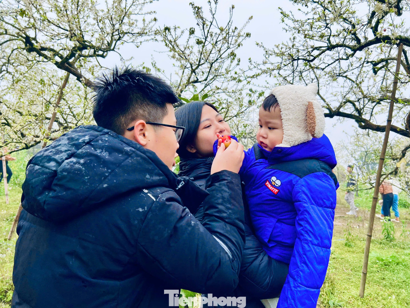 "Tôi từng đến Mộc Châu mùa hoa mận vào những năm trước nhưng hoa nở không rộ như năm nay. Những cành mận bung nở trắng xóa như tuyết trong thung lũng mận Nà Ka khiến gia đình tôi và nhóm bạn đều mê mệt, bõ công lặn lội đường xa mưa rét lên đây", chị Nguyễn Hà du khách đến từ Hà Nội chia sẻ.