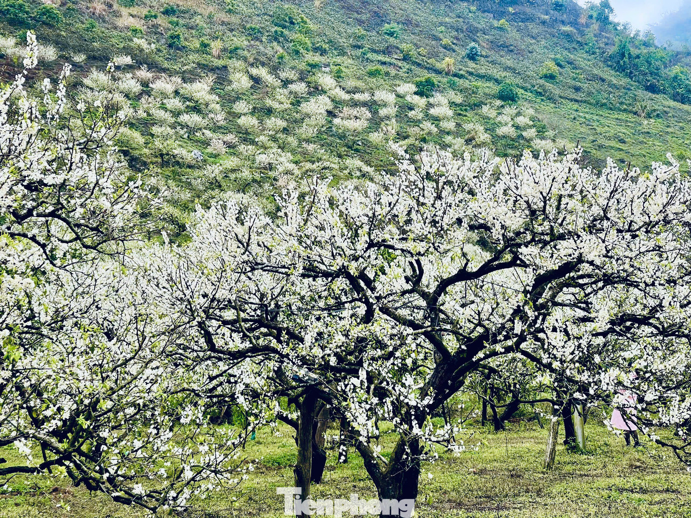 Năm nay, hoa mận bung nở ở thung lũng Mu Náu, Nà Ka, bản Pa Phách, rừng mận Ngũ Động Bản Ôn ... thu hút đông đảo du khách từ khắp các nơi đến chiêm ngưỡng.
