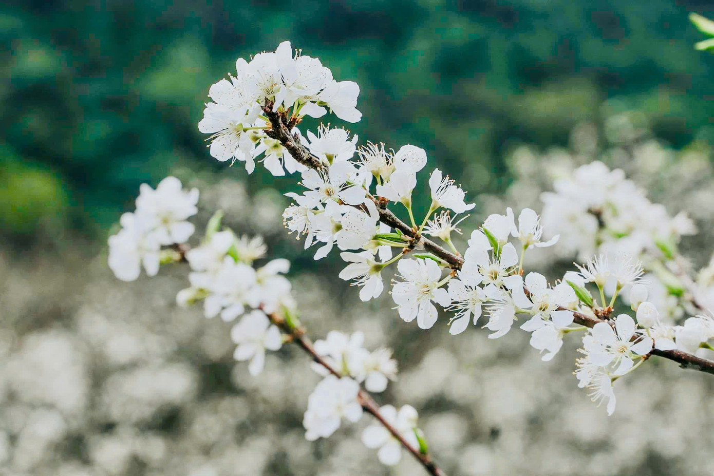 Đây cũng là thời điểm du khách có thể chiêm ngưỡng hoa nở trắng trời cao nguyên với sắc trắng tinh khôi của hoa mận trải dài khắp thung lũng tuyệt đẹp. Đây cũng là thời điểm du khách có thể chiêm ngưỡng hoa nở trắng trời cao nguyên với sắc trắng tinh khôi của hoa mận trải dài khắp thung lũng tuyệt đẹp.