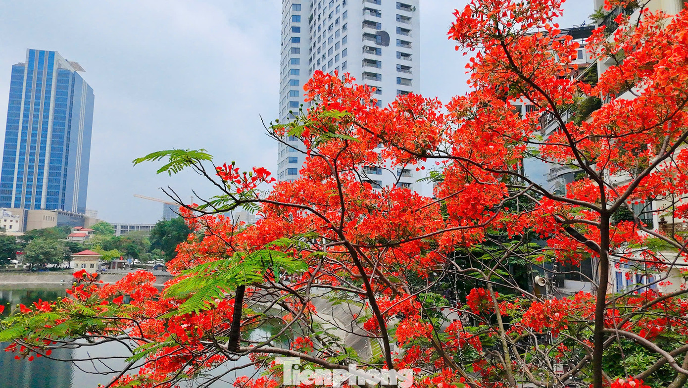 Phượng vĩ còn có tên là xoan tây hay điệp tây. Ngoài giá trị là cây cảnh, phượng vĩ còn có tác dụng như một loài cây tạo bóng râm trong điều kiện nhiệt đới.