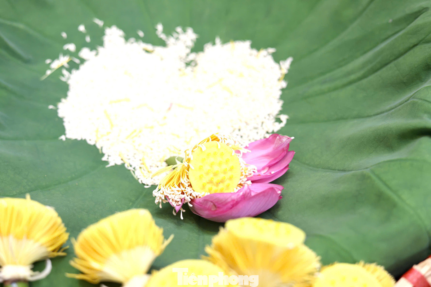 Ướp trà sen là nghề đòi hỏi sự tỉ mỉ, tinh tế và tao nhã. Trà sen Tây Hồ ướp tưởng như đơn giản nhưng để có được những bông trà đượm hương hoa sen mà vẫn giữ vị trà thuần khiết đòi hỏi sự kỳ công, tinh tế. Chính sự công phu ấy đã biến loại trà này thành một trong những thức quà đắt đỏ và quý giá bậc nhất của Hà thành. Ướp trà sen là nghề đòi hỏi sự tỉ mỉ, tinh tế và tao nhã. Trà sen Tây Hồ ướp tưởng như đơn giản nhưng để có được những bông trà đượm hương hoa sen mà vẫn giữ vị trà thuần khiết đòi hỏi sự kỳ công, tinh tế. Chính sự công phu ấy đã biến loại trà này thành một trong những thức quà đắt đỏ và quý giá bậc nhất của Hà thành.