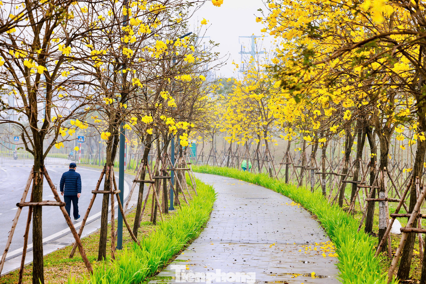 Hàng trăm cây phong linh bung nở hoa vàng rực rỡ bao trùm cả tán cây, khoe sắc trong tiết trời mùa Xuân.