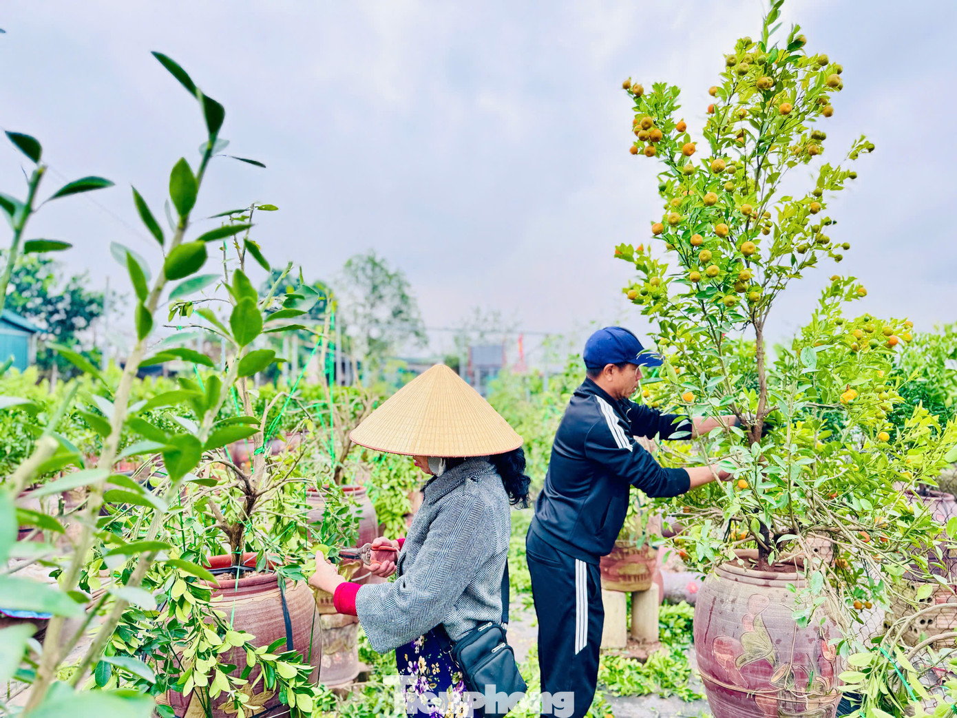 Được biết, sau mỗi dịp Tết nguyên đán, các nhà vườn sẽ thu mua quất sau đó thu gom về vườn chăm sóc, tái sử dụng cho giống quất Tứ Liên đặc trưng của Hà Nội.
