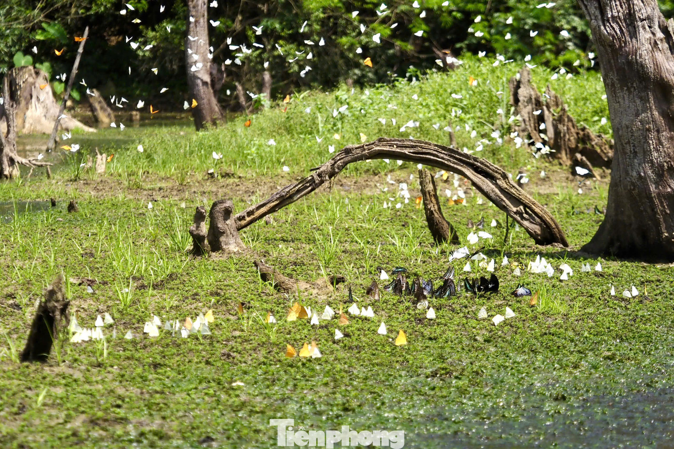 Chỉ cách Hà Nội hơn 2 giờ di chuyển, Vườn quốc gia Cúc Phương là một trong những lựa chọn hàng đầu mà các du khách có thể "bỏ túi" trong mùa hè này nếu đang cân nhắc điểm đến bình yên, không quá xô bồ và kết nối với thiên nhiên.