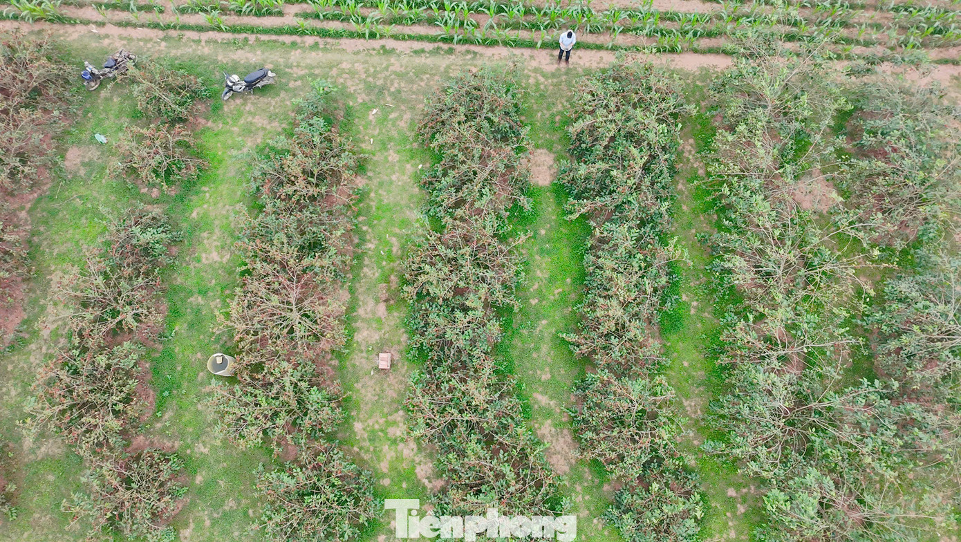 Dâu được người dân hái xuống để vào các sọt và thương lái đến tận ruộng thu mua. Dâu được người dân hái xuống để vào các sọt và thương lái đến tận ruộng thu mua.