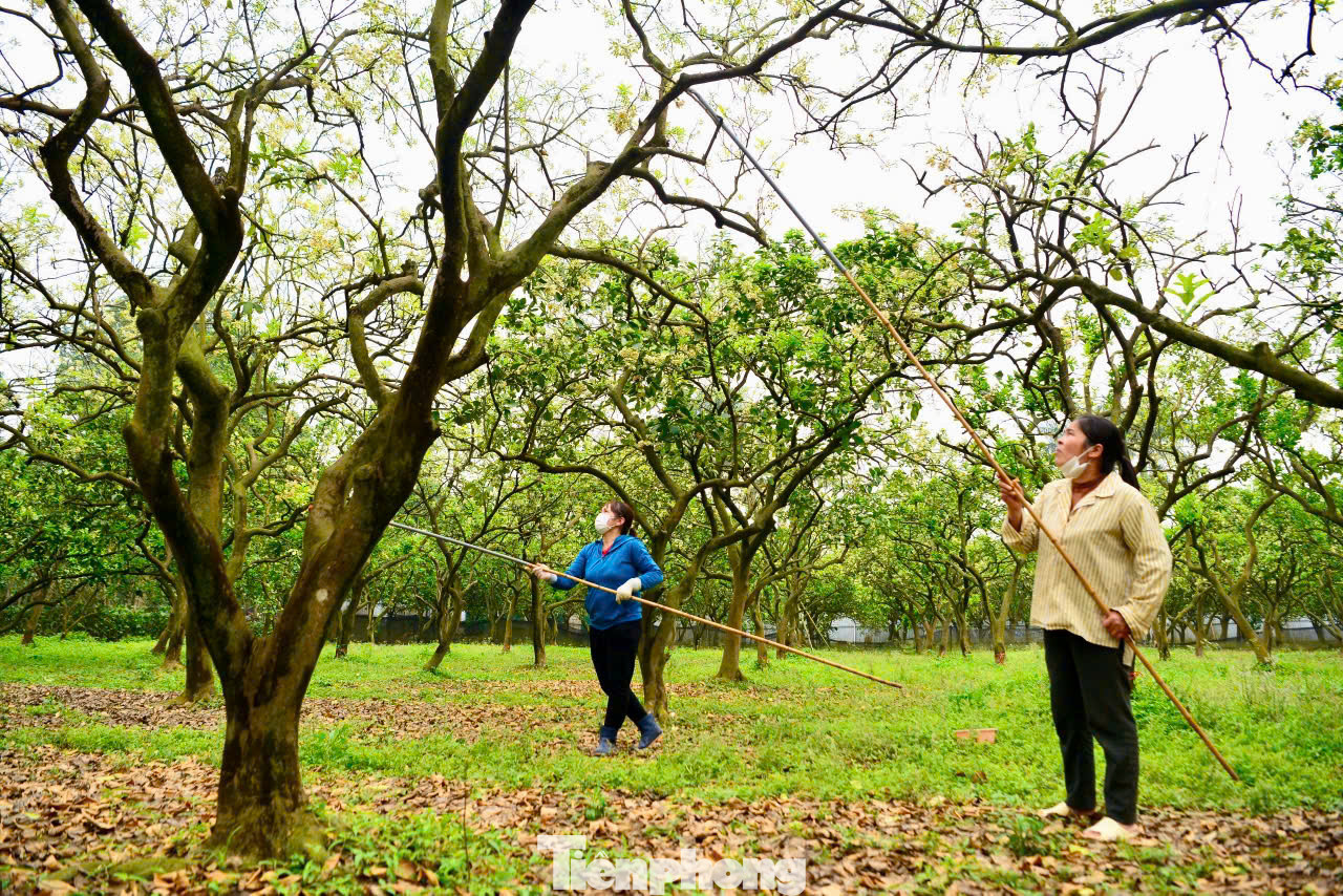 "Khi trời hửng nắng, việc thụ phấn cho cây bưởi dễ đậu quả hơn, nếu mưa sẽ làm cho việc thụ phấn trôi mất, ướt cánh hoa khiến phấn sẽ không dính được. Mỗi vườn sẽ có một vài cây trồng riêng để lấy phấn đi chấm cho các cây còn lại", chị Ngọc, công nhân thời vụ làm lâu năm cho biết. "Khi trời hửng nắng, việc thụ phấn cho cây bưởi dễ đậu quả hơn, nếu mưa sẽ làm cho việc thụ phấn trôi mất, ướt cánh hoa khiến phấn sẽ không dính được. Mỗi vườn sẽ có một vài cây trồng riêng để lấy phấn đi chấm cho các cây còn lại", chị Ngọc, công nhân thời vụ làm lâu năm cho biết.