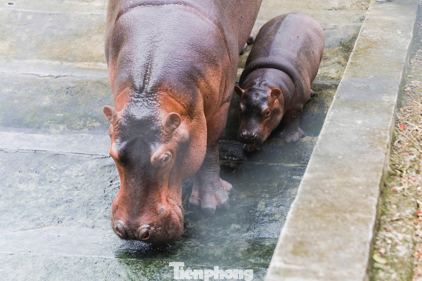 Trước đó vào tháng 7/2024, vườn thú Hà Nội chào đón bé hà mã mới sinh với phương pháp sinh hoàn toàn tự nhiên. Sự xuất hiện của bé hà mã này có ý nghĩa đặc biệt vì đây là lần đầu tiên vườn thú Hà Nội nói riêng và miền Bắc nói chung có hà mã sinh sản.