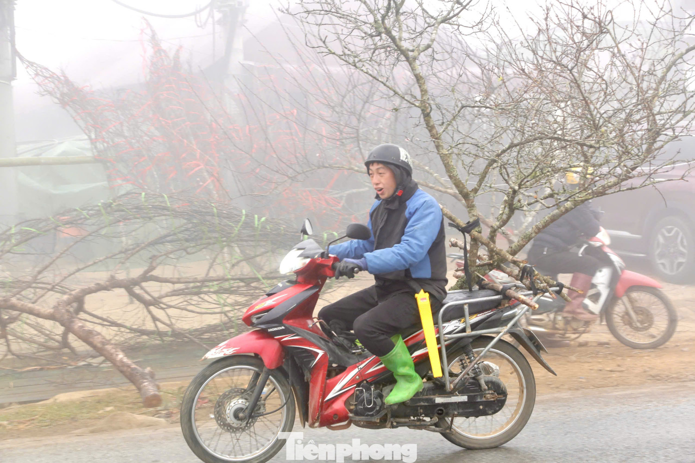 Từ đây, thương lái có thể tiếp tục chở về xuôi để phục vụ nhu cầu chơi Tết của người dân. Từ đây, thương lái có thể tiếp tục chở về xuôi để phục vụ nhu cầu chơi Tết của người dân.